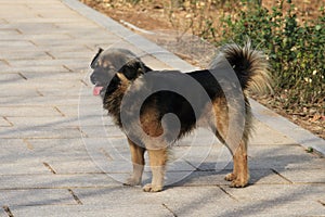 DogÃ¯Â¼ËCanis lupus familiarisÃ¯Â¼â°